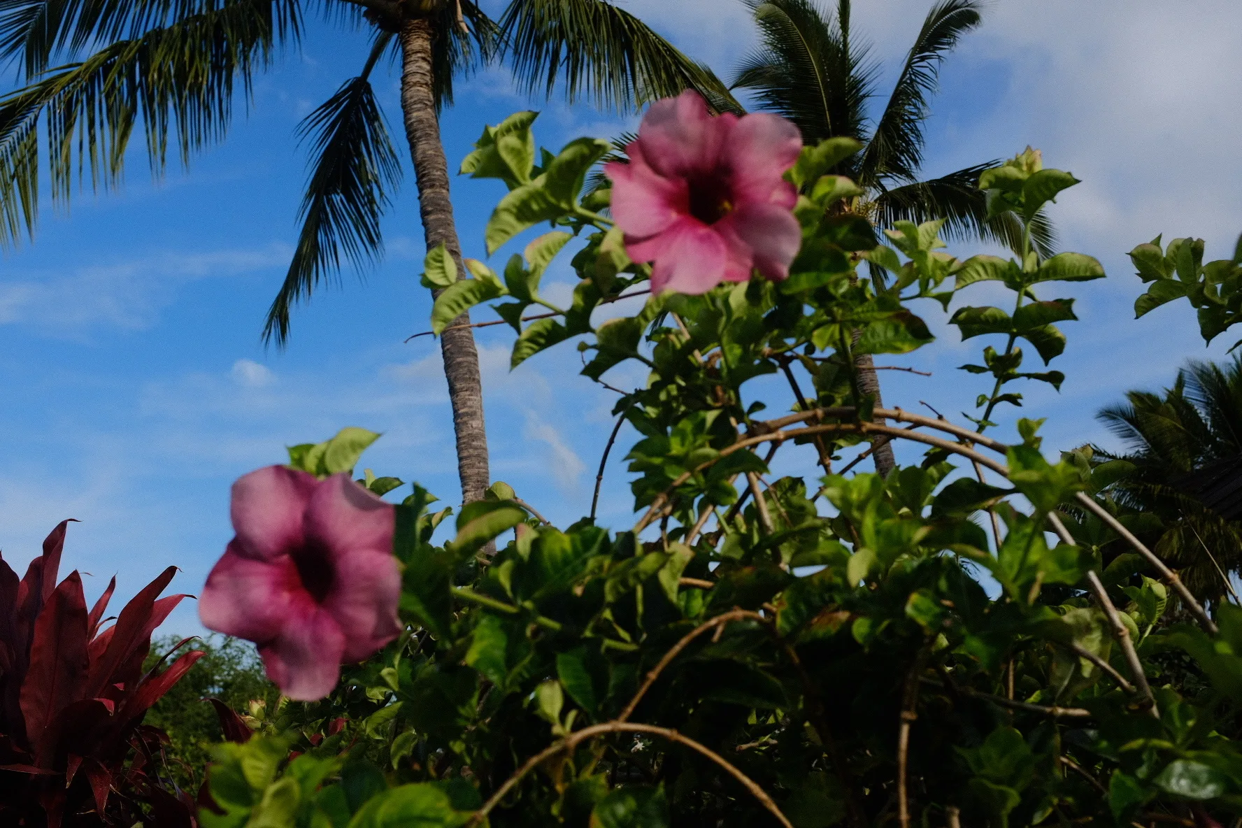 Pink hibiscus blooms opening against palm fronds and blue sky