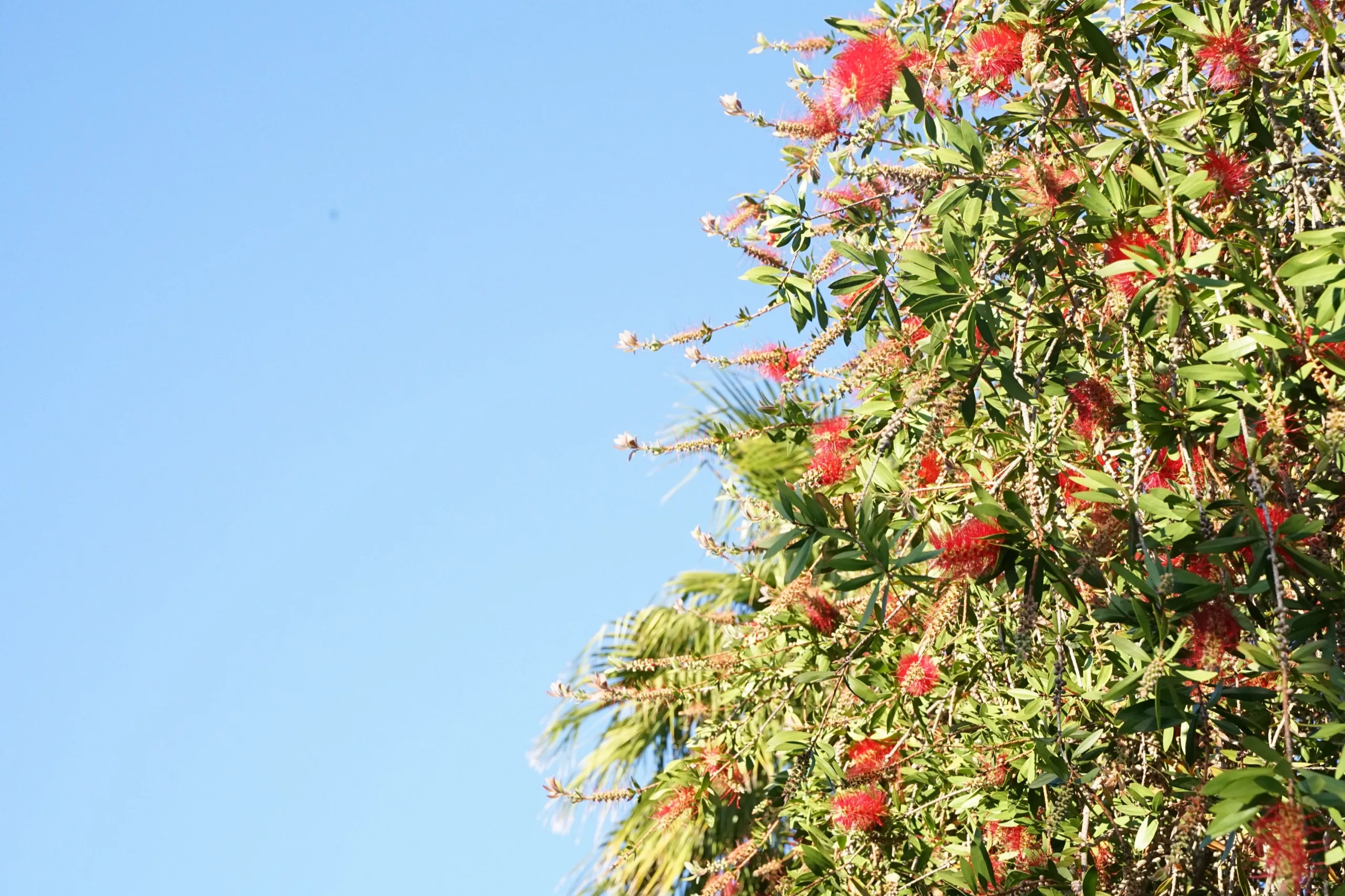 Red bottlebrush tree in full flower against a cloudless blue sky