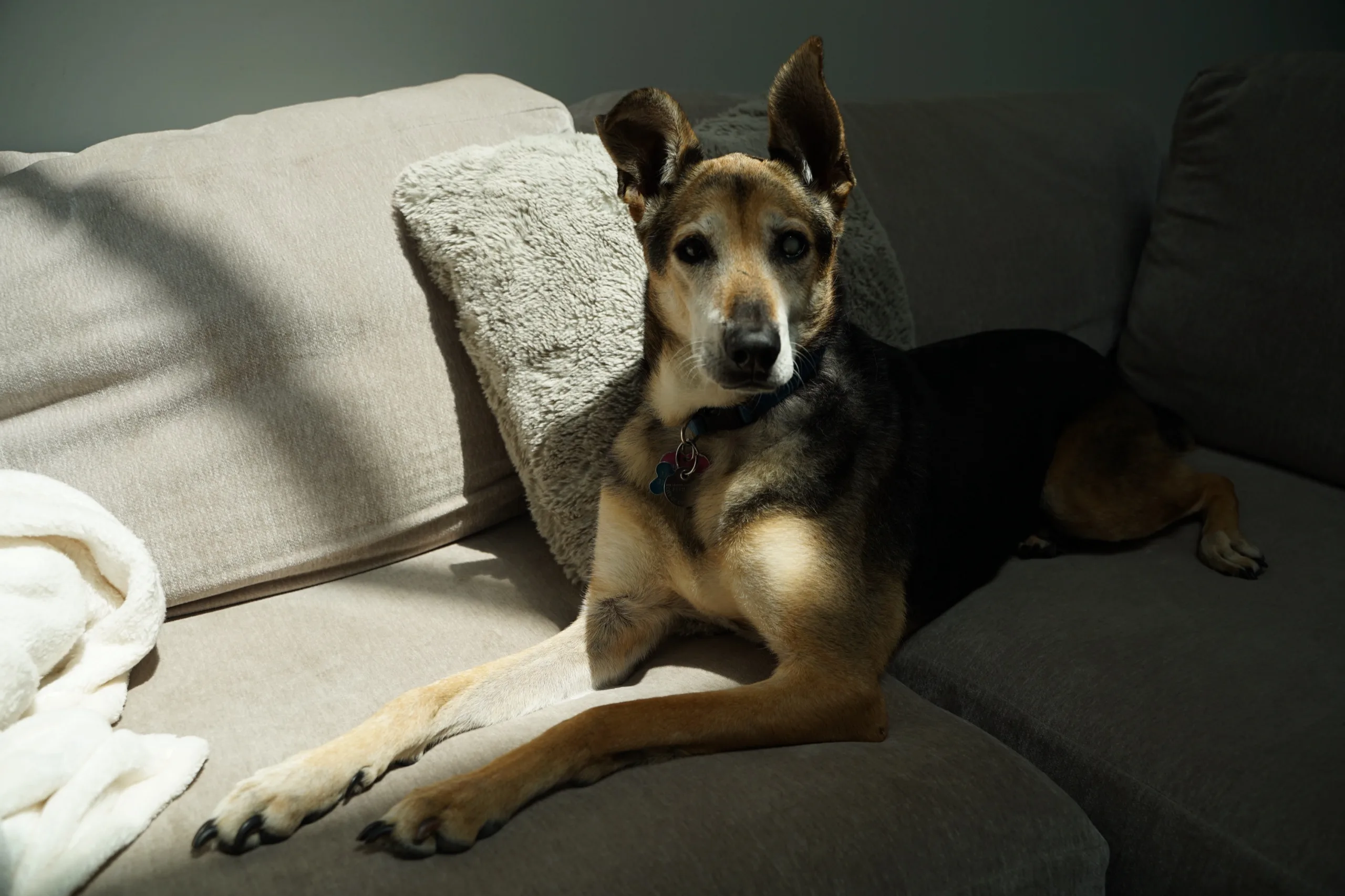 Shepherd dog stretched out on a couch beside a sheepskin cushion