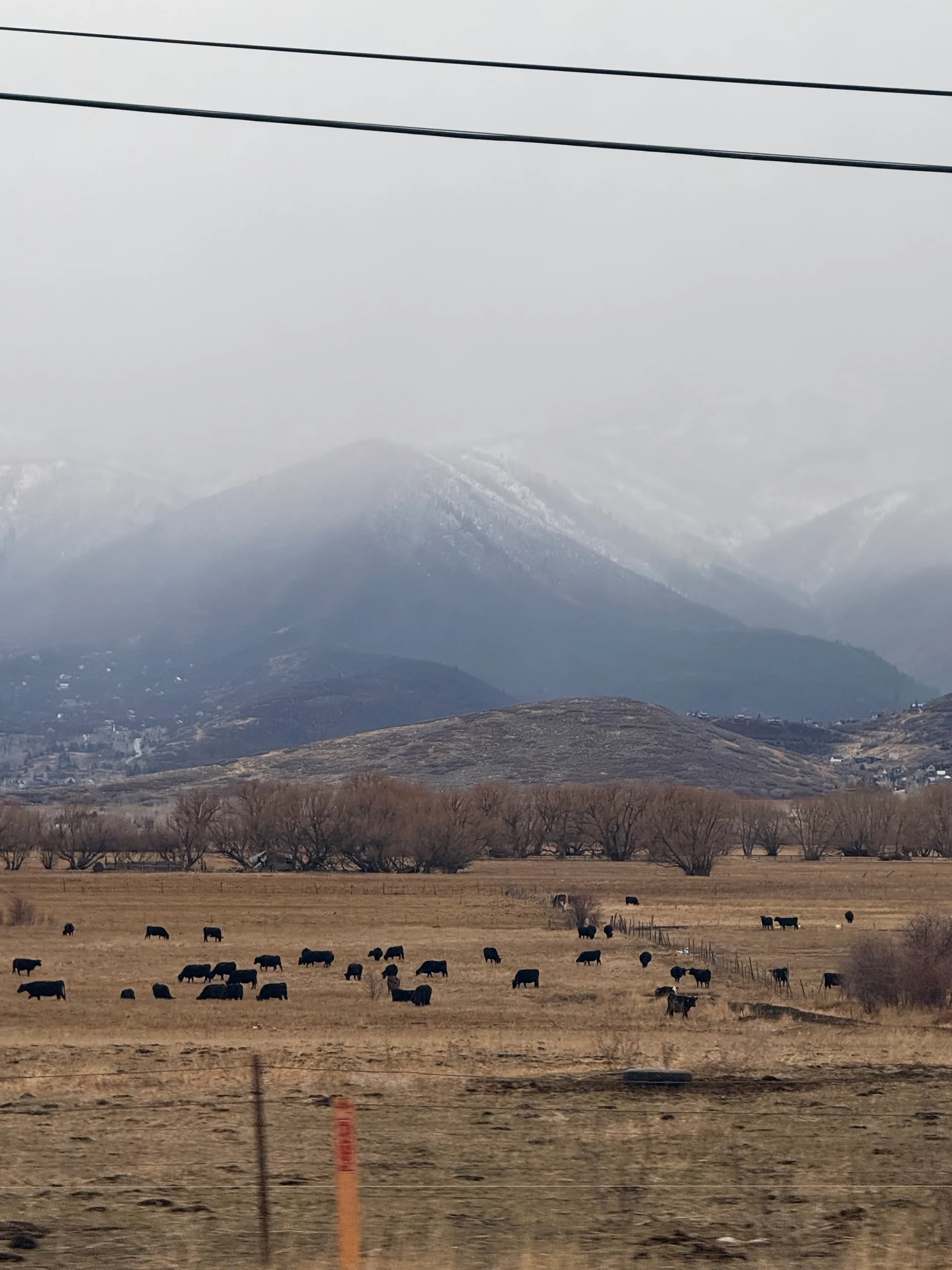 Cattle grazing on winter pasture below snow-covered mountains in mist